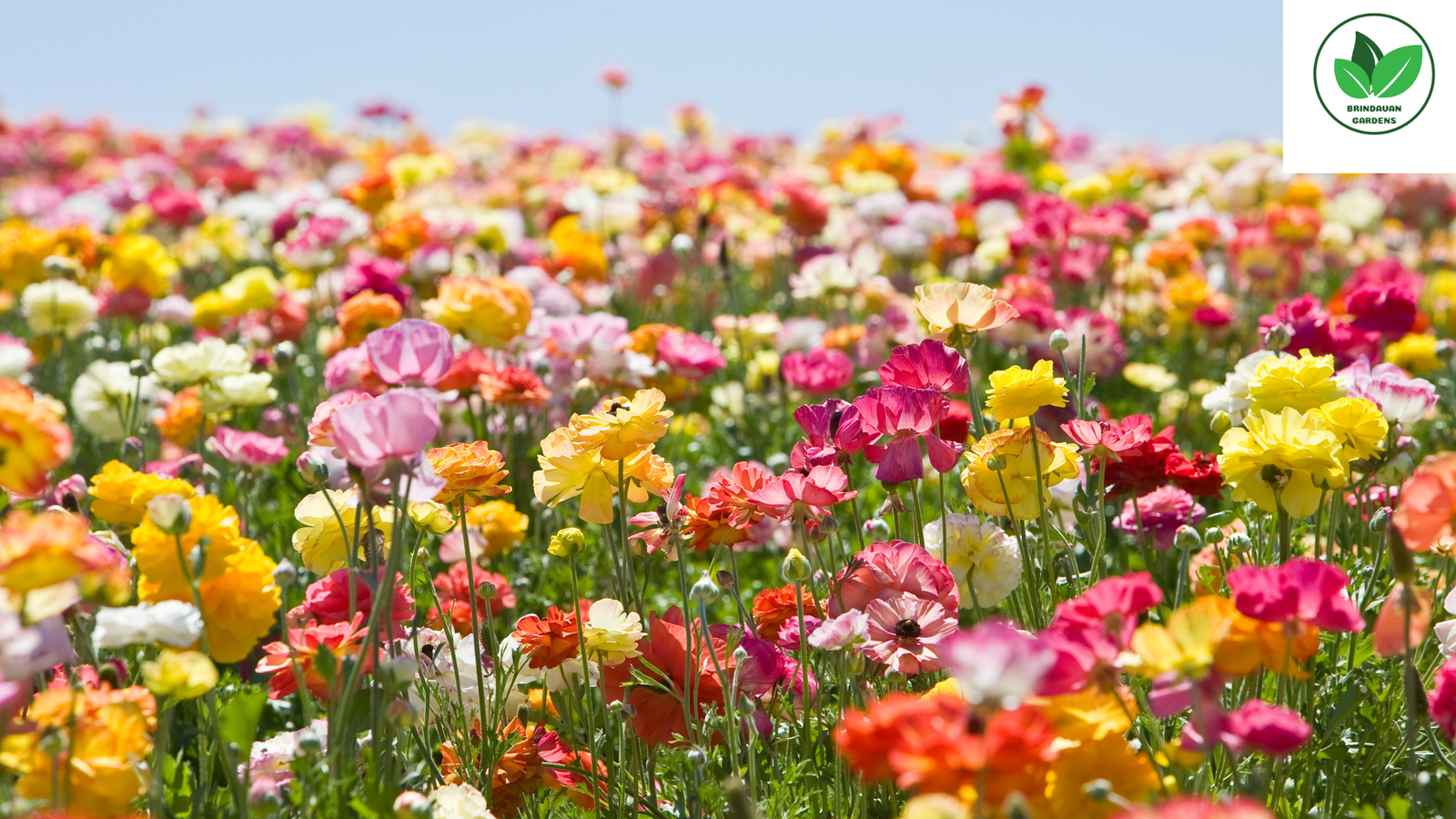 Brindavan Gardens Flowers