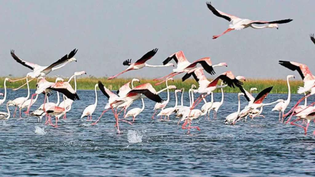 Nalsarovar Bird Sanctuary Resort